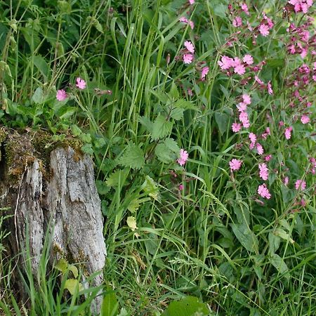Odle Farm Villa Honiton Dış mekan fotoğraf