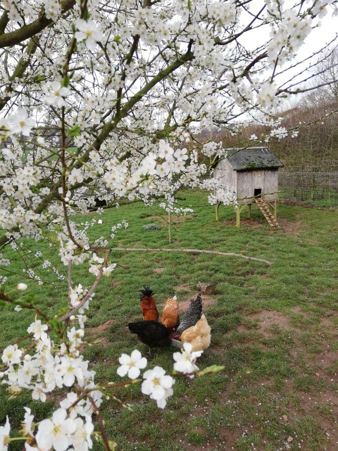 Odle Farm Villa Honiton Dış mekan fotoğraf